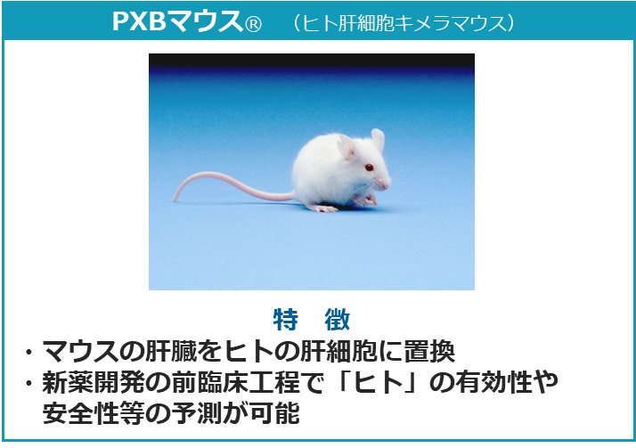 PXBマウス