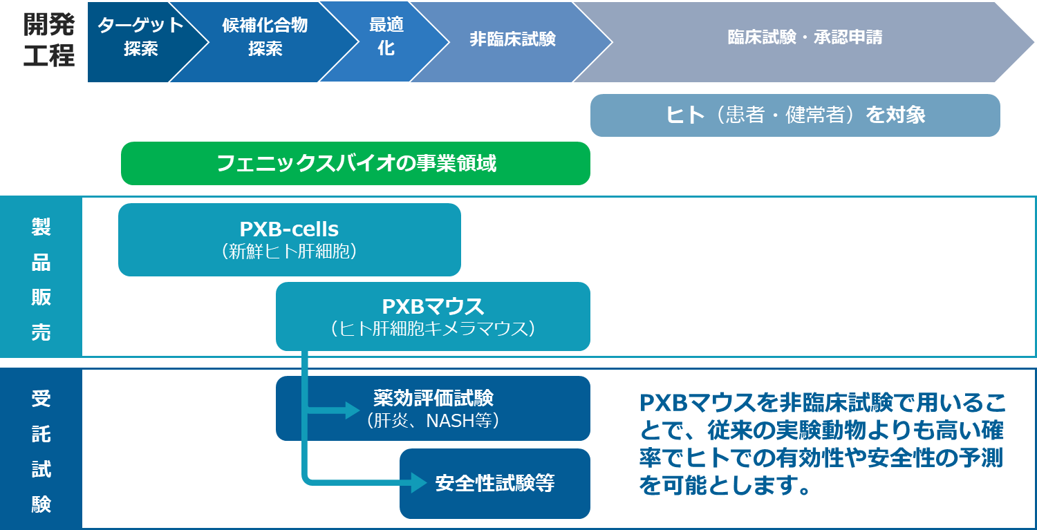 新薬の開発工程における当社の事業領域